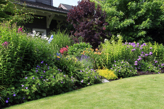 Een bijvriendelijke tuin: zo kies je planten waar bijen echt iets aan hebben